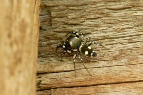 Réf. 237 036 : Heliophanus apiatus